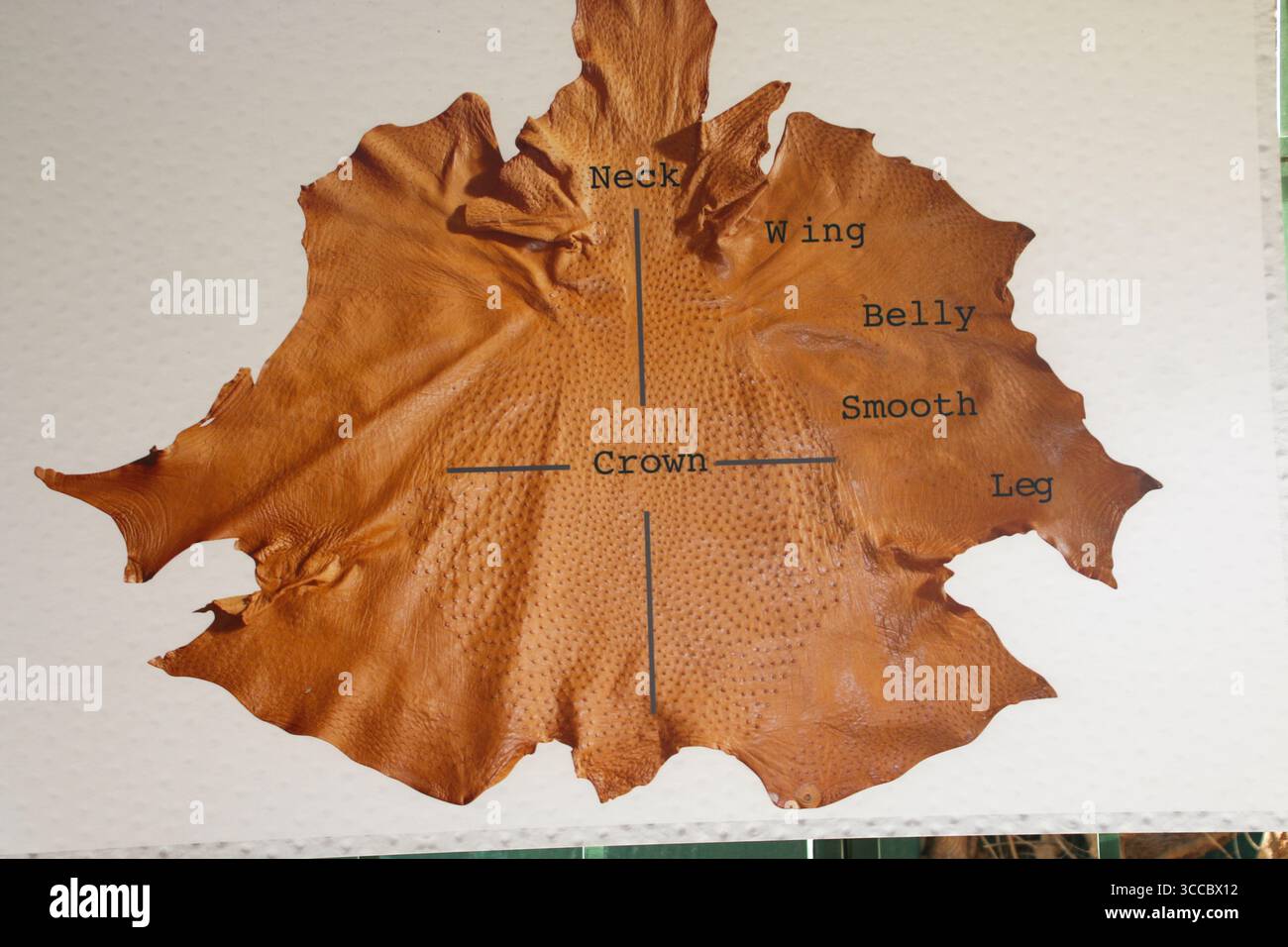 Safari Straußenfarm Südafrika Stockfoto