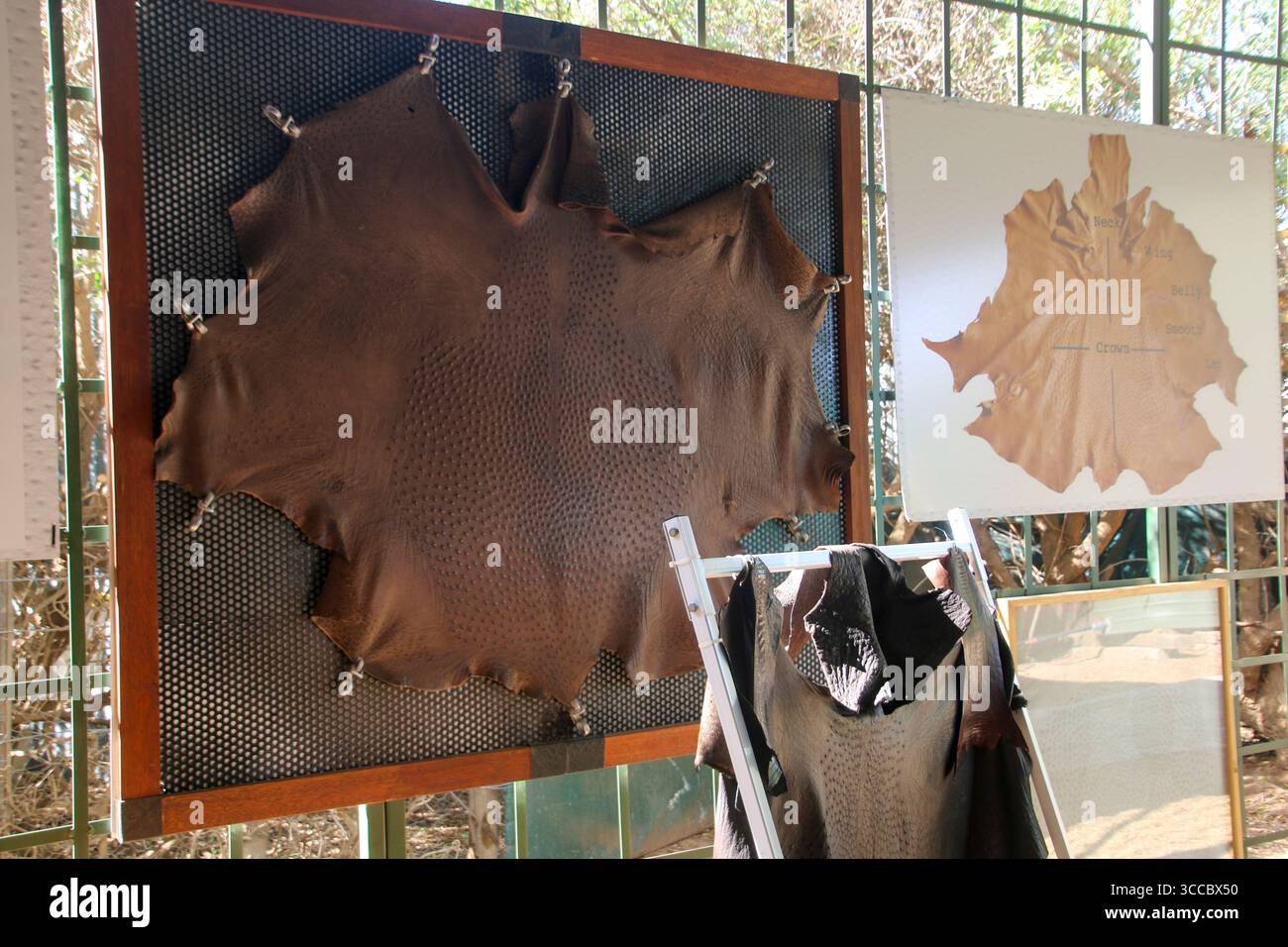 Safari Straußenfarm Südafrika Stockfoto