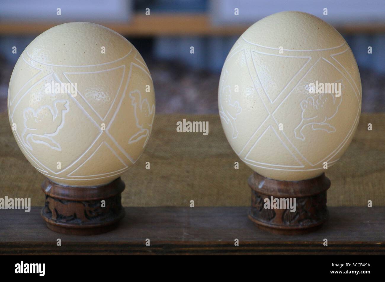 Safari Straußenfarm Südafrika Stockfoto