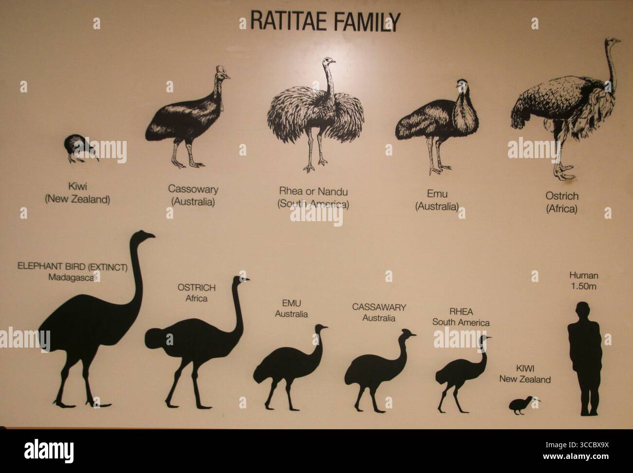 Safari Straußenfarm Südafrika Stockfoto