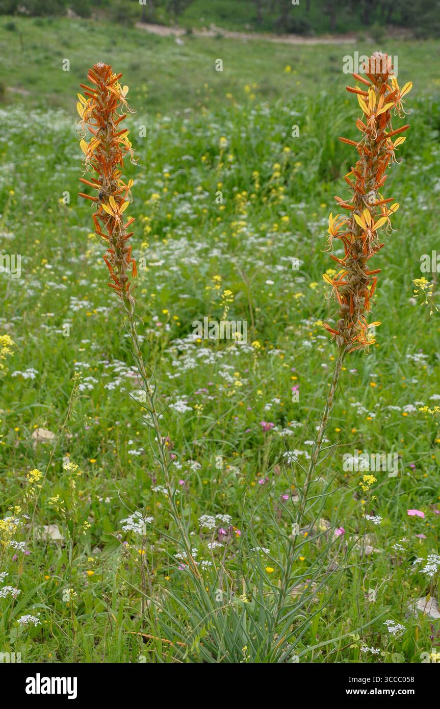 Asphodeline lutea (Königsspeer, gelbes Asphodel) - gelbe Frühlingsblume auf dem Feld, israel bei Gvaot Menashe. Nord-Israel im märz Stockfoto