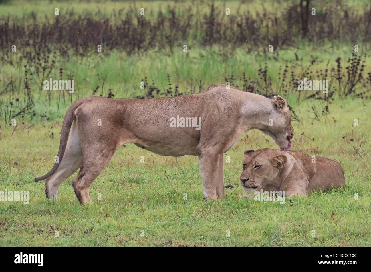 Löwenfrauen in Tansania, Mikumi-Nationalpark Stockfoto
