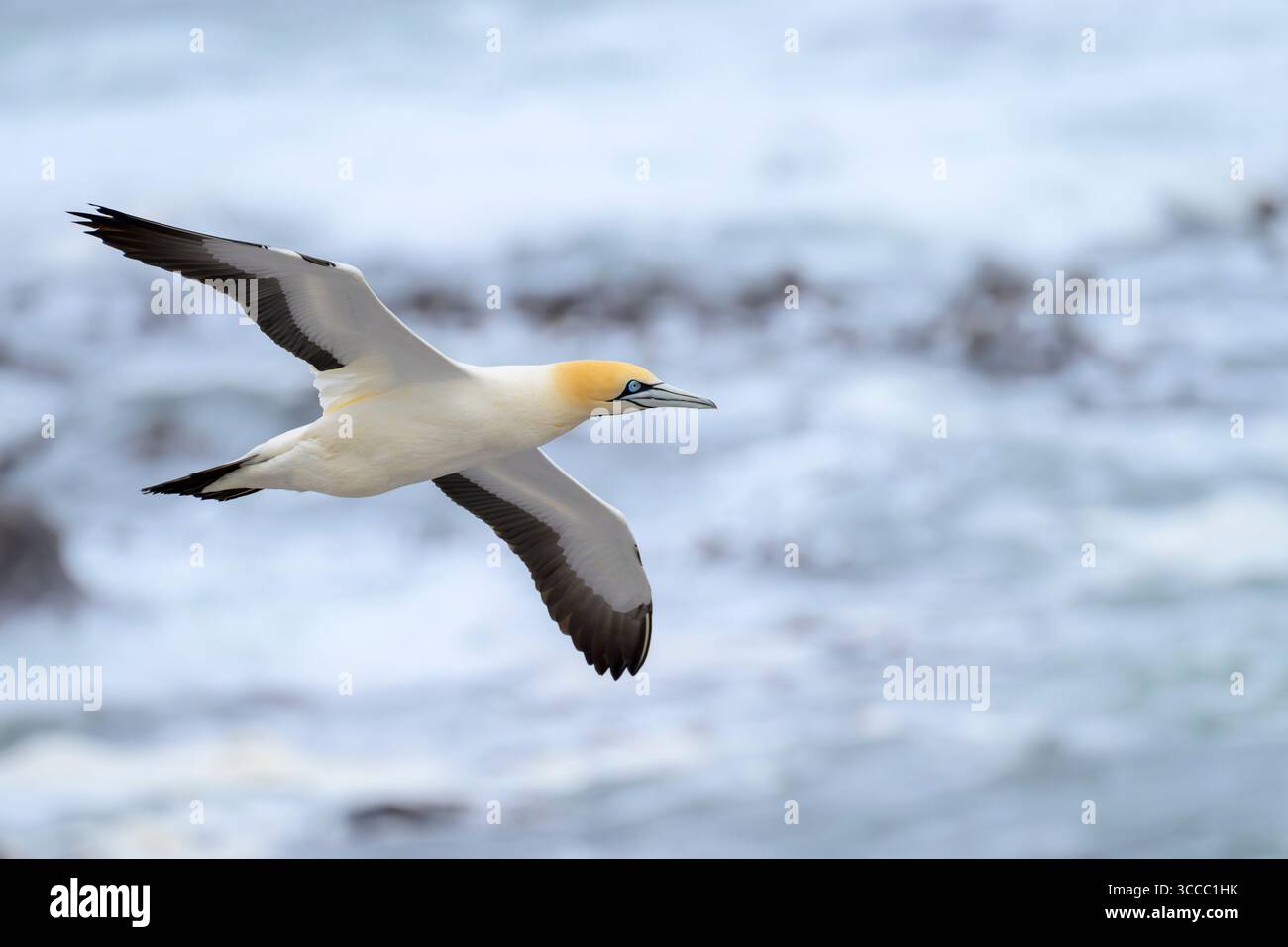 Cape Tölpel (Morus capensis) fliegt über der Küste, Bird Island, Lamberts Bay, Südafrika. Stockfoto