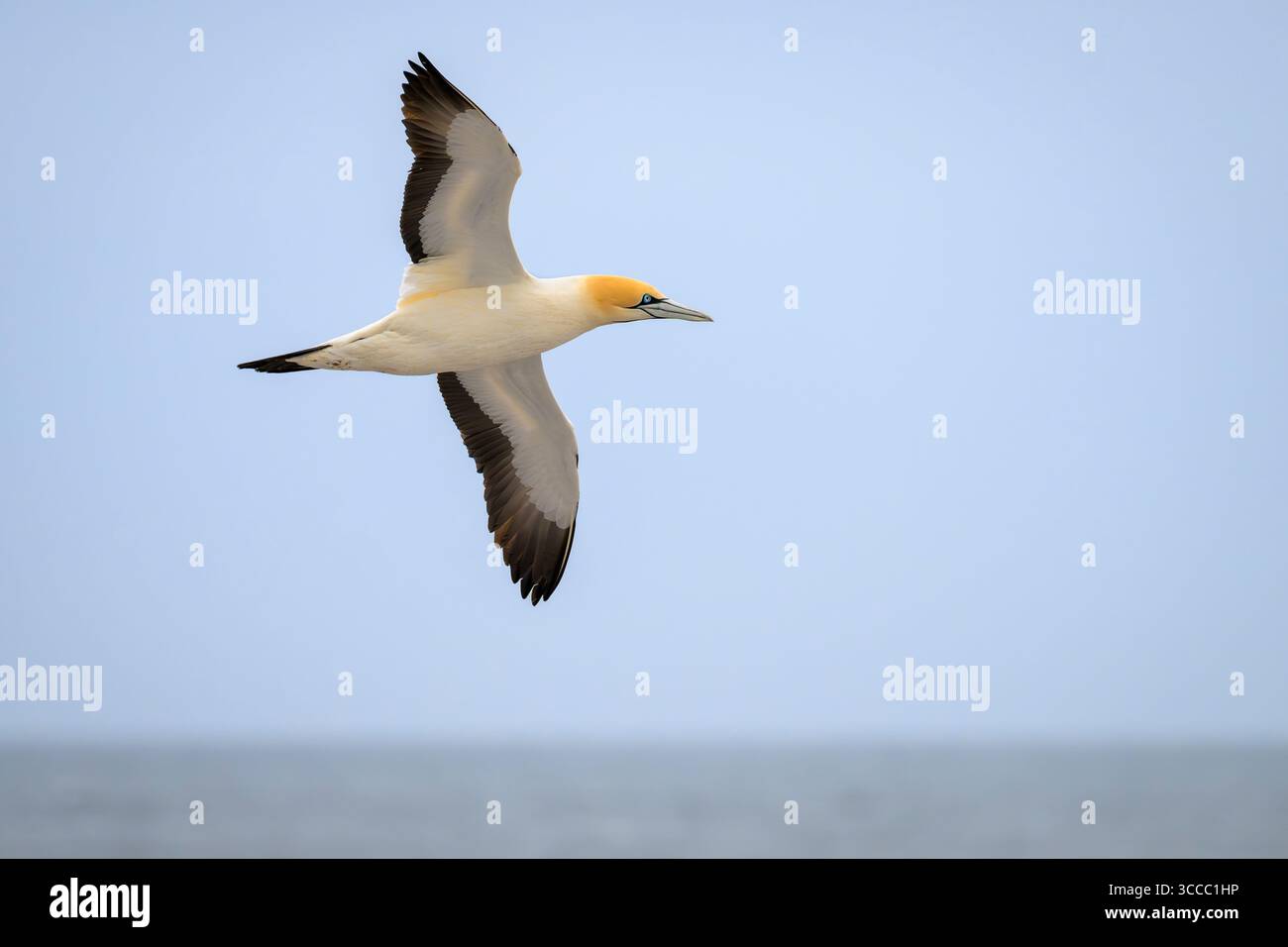 Cape Tölpel (Morus capensis) fliegen in den Himmel, Bird Island, Lamberts Bay, Südafrika. Stockfoto