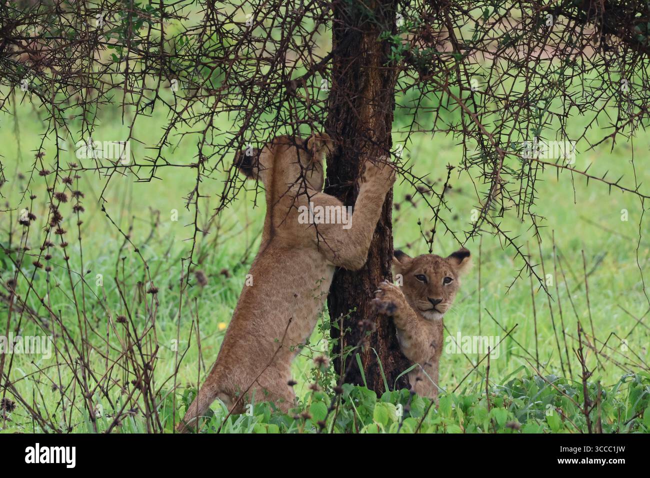 Baumkletternde Löwenjungen in Tansania Stockfoto