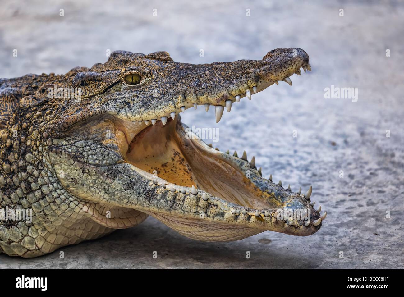 Das kubanische Krokodil (Crocodylus rhombifer) mit offenem Mundporträt, Reptil in der Familie Crocodylidae, endemisch auf Kuba. Stockfoto