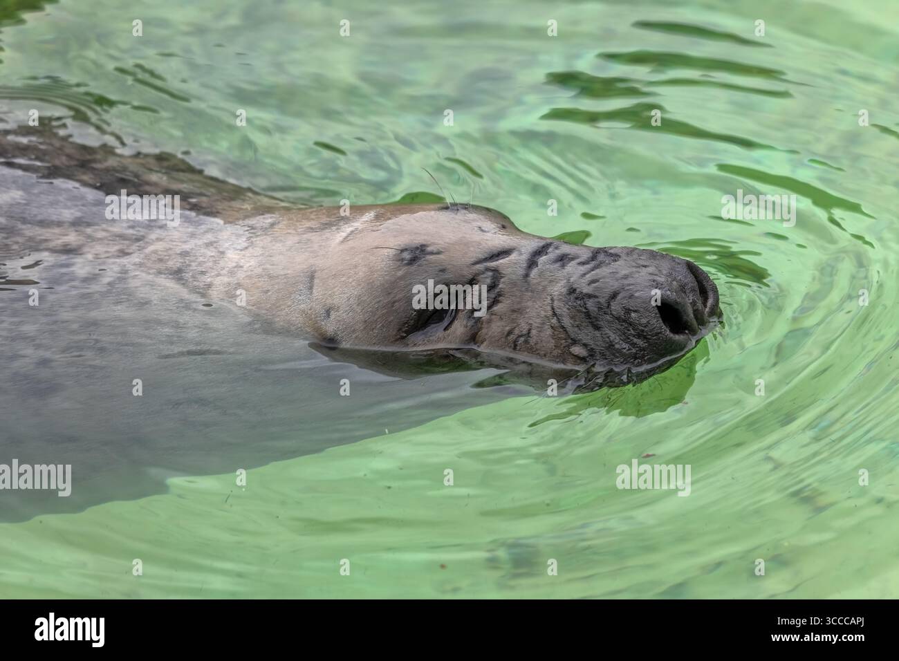 Die Graurobbe (Halichoerus grypus) im Wasserporträt, Tier in der Familie Phocidae, Region: Beide Küsten des Nordatlantischen Ozeans. Stockfoto