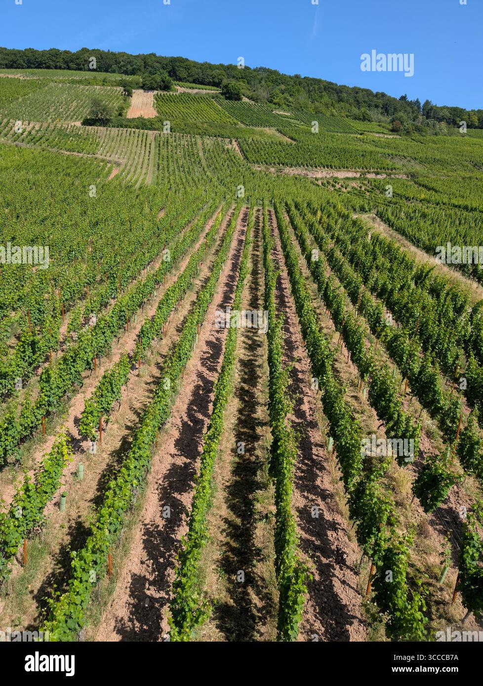 Blick auf die Weinberge von der Seilbahn auf den Berg in Rudesheim entlang des Rheins Stockfoto
