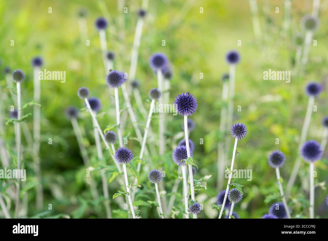 Echinops-Ritro „Veitch's Blue“ in einem Gartenrand. Glockendistel „Veitch's Blue“ in Blume. Stockfoto