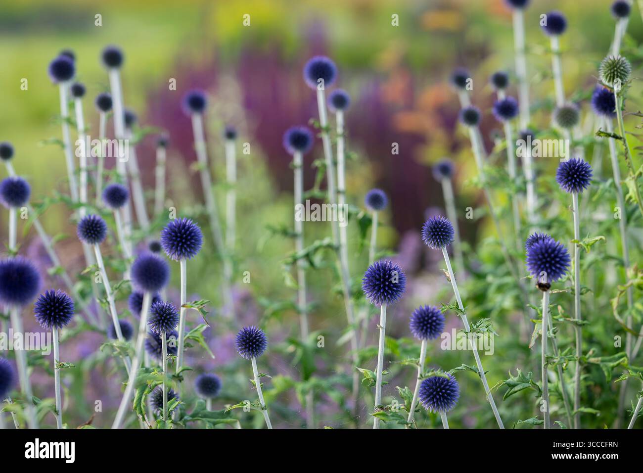Echinops-Ritro „Veitch's Blue“ in einem Gartenrand. Glockendistel „Veitch's Blue“ in Blume. Stockfoto