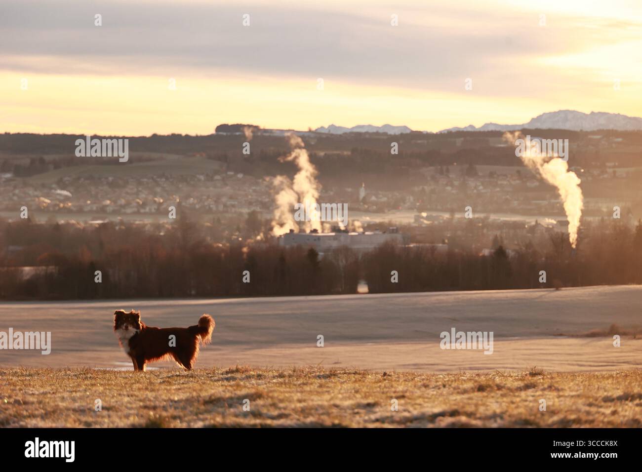 Der Hund steht auf einem Feld mit einem wunderschönen Sonnenuntergang im Hintergrund Stockfoto