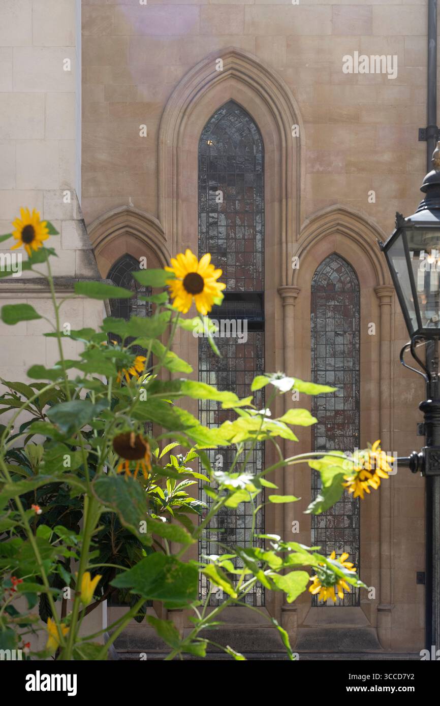 Sonnenblumen blühen vor dem historischen Inner Temple in London und verleihen der traditionellen Architektur einen Hauch von Fröhlichkeit. Stockfoto