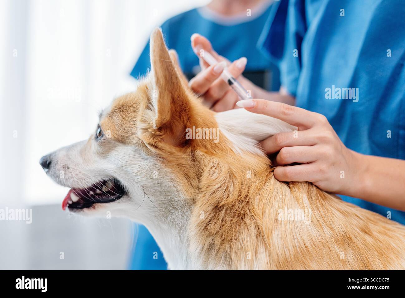 Tierarzt gibt Impfung für Corgi Hund in einer hellen Klinik, unterstreicht die Bedeutung der Gesundheit und des Wohlbefindens von Haustieren in einem Beruf und Auto Stockfoto