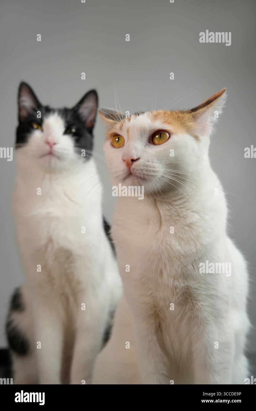 Zwei Katzen sitzen und schauen neugierig auf einem grauen Atelierhintergrund auf Stockfoto