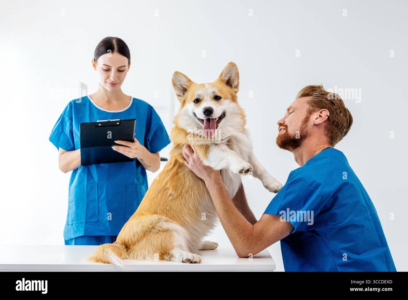 Tierarzt in blauen Peelings interagiert mit einem fröhlichen Corgi, während eine weibliche Assistentin Notizen macht und eine warme und professionelle Umgebung in einem Tierarzt schafft Stockfoto