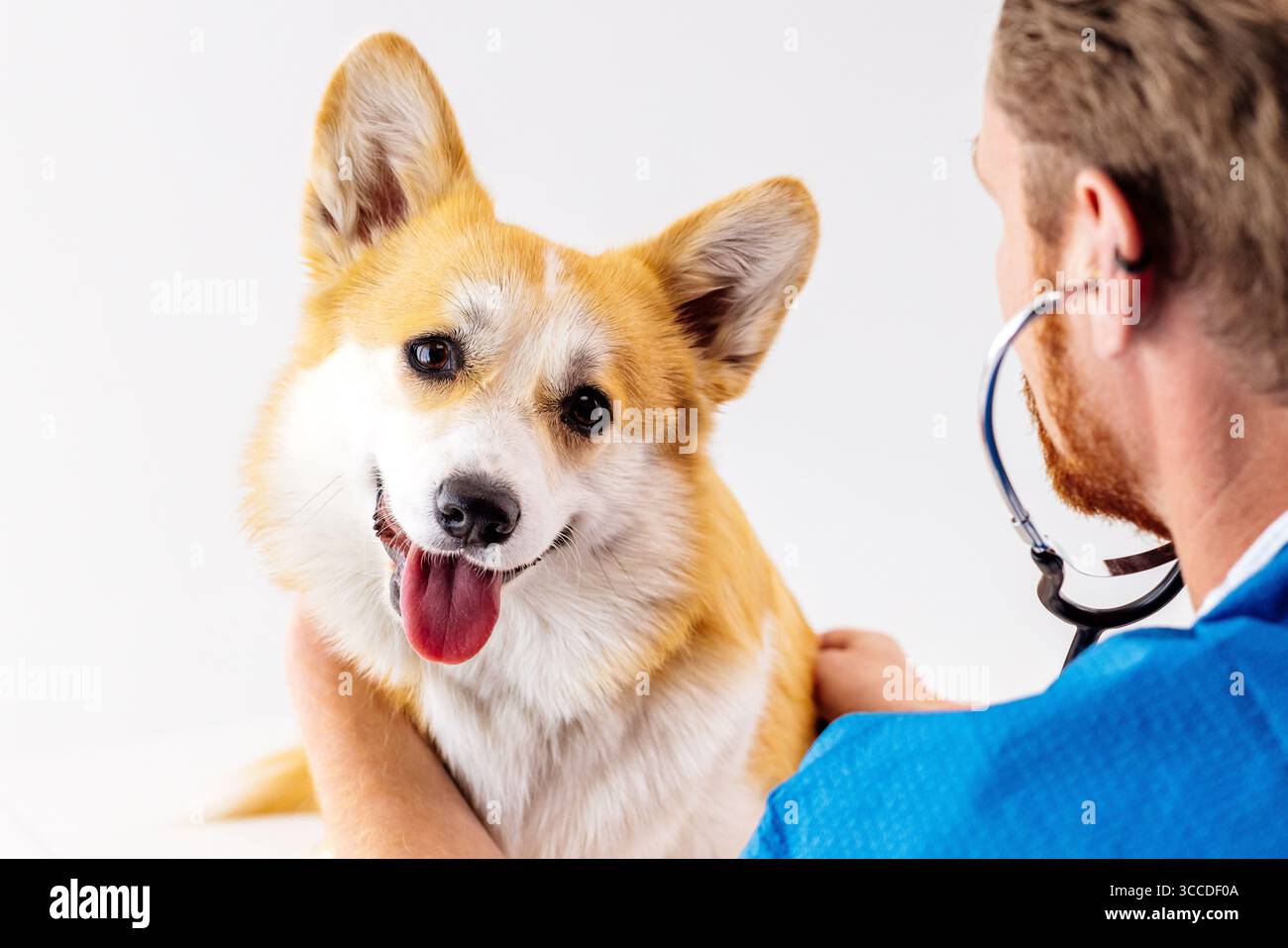 Tierarzt in blauen Peelings untersucht einen freudigen Corgi Hund mit einem Stethoskop und schafft eine warme und professionelle Umgebung in einem modernen Tier cl Stockfoto