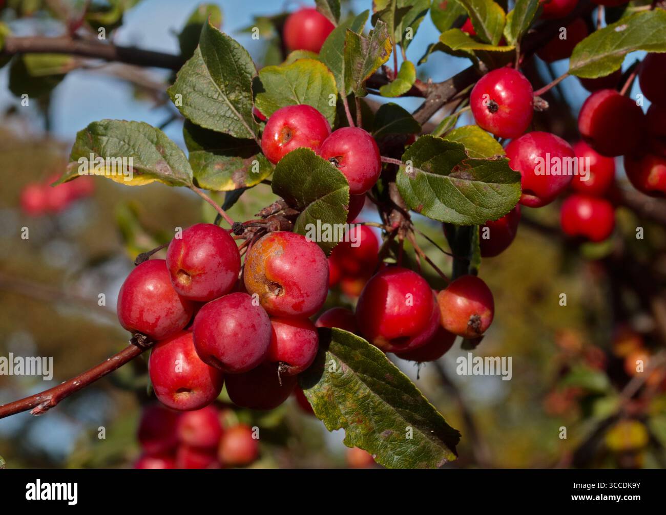Malus-Beeren (Hawthorne) Stockfoto