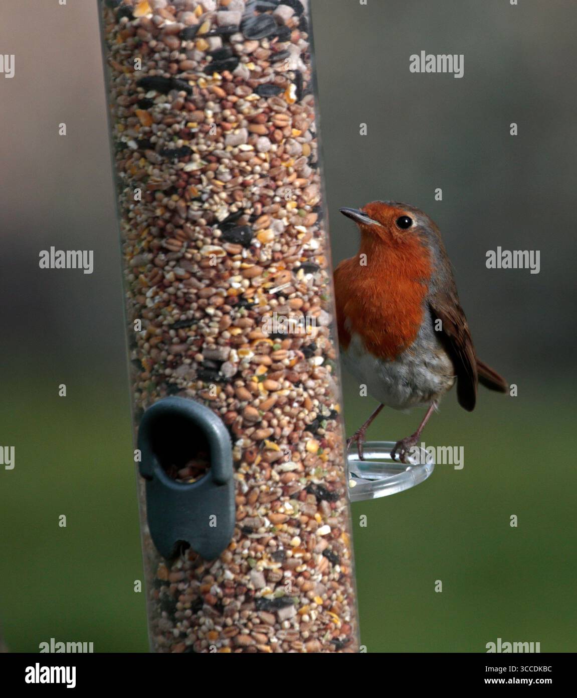 Europäische Robine (erithacus rubecula) auf Vogelfutter Stockfoto