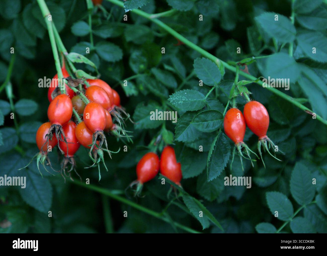 Hagebutten Stockfoto