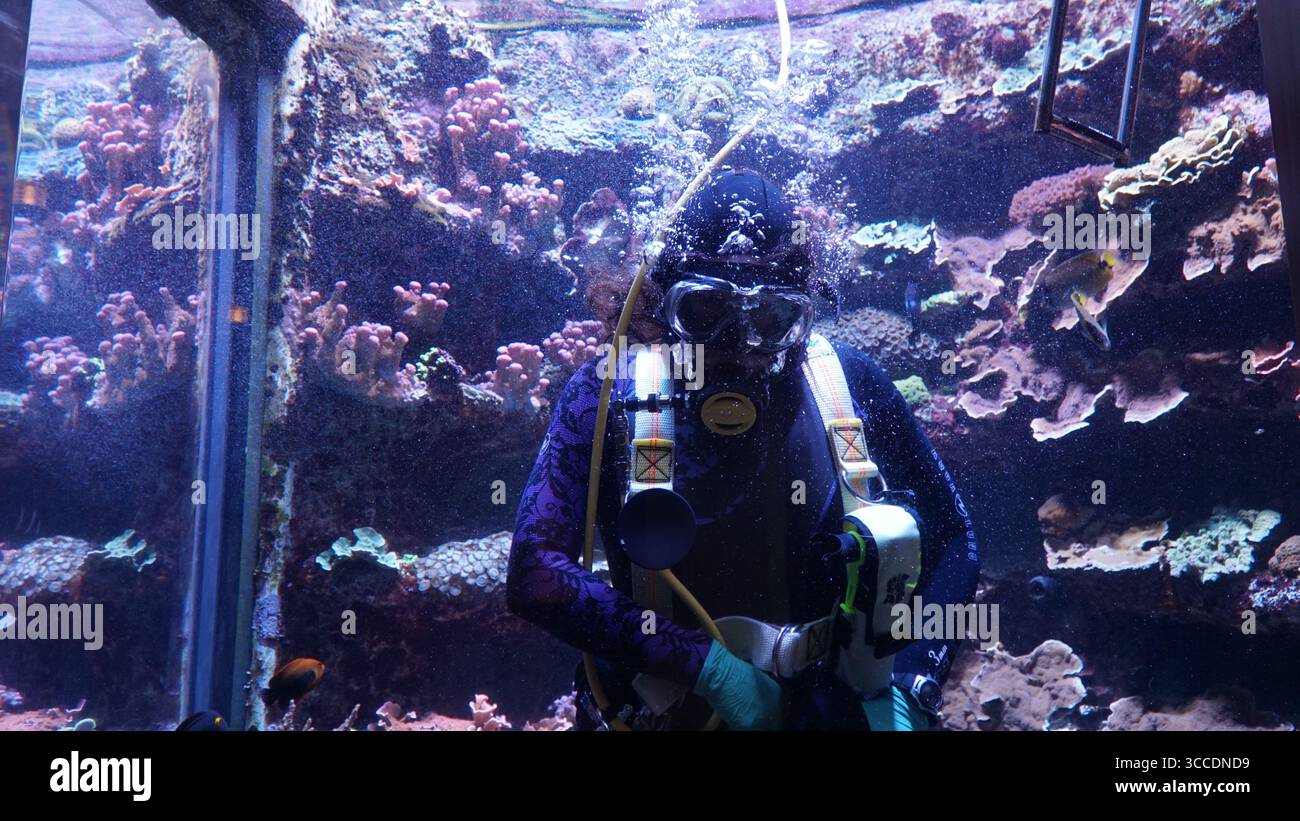 Ein Taucher in einem großen Aquarienbecken im California Science Center führt Korallenriffpflege durch Stockfoto
