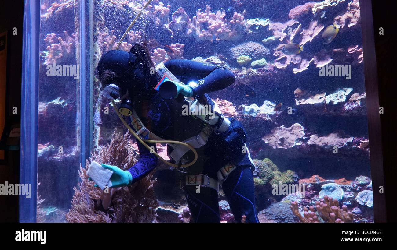 Ein Taucher in einem großen Aquarienbecken im California Science Center führt Korallenriffpflege durch Stockfoto
