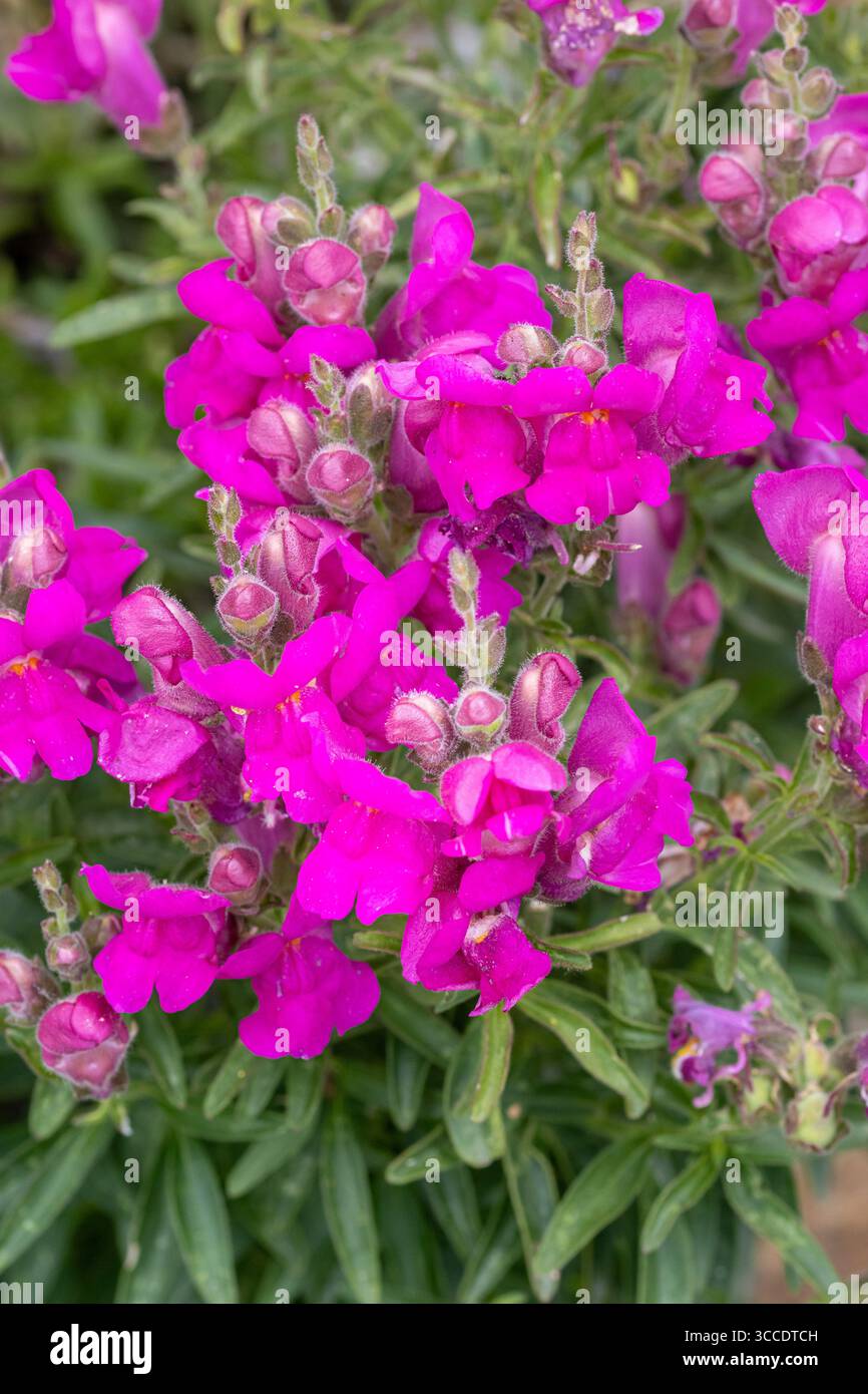 Rosa snapdragon Antirrhinum majus blüht im Sommer Stockfoto
