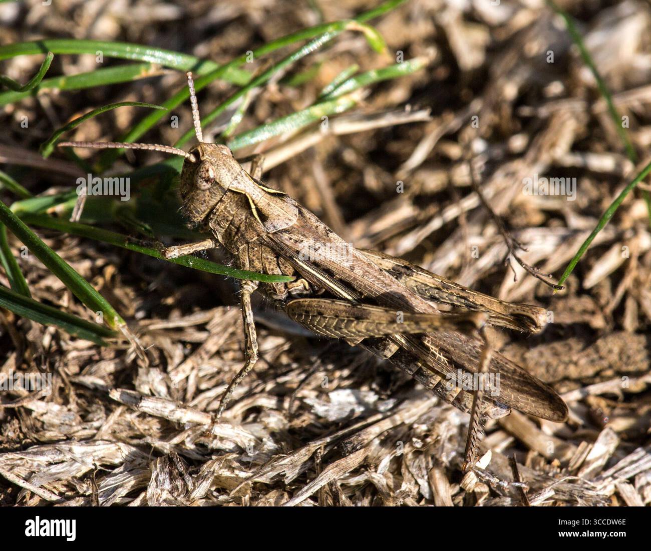 Gemeinsamen Feld Grasshopper Stockfoto