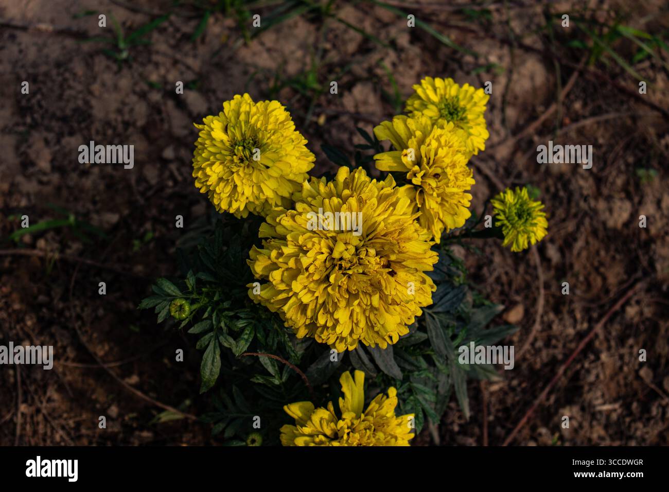 Hellgelbe Ringelblumen blühen im Sonnenlicht Stockfoto
