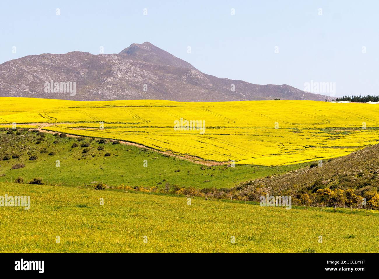 Bauernhof ländliche oder ländliche Landschaft im Westkap, Südafrika mit gelben Rapsfeldern in der späten Wintersaison von Overberg Stockfoto
