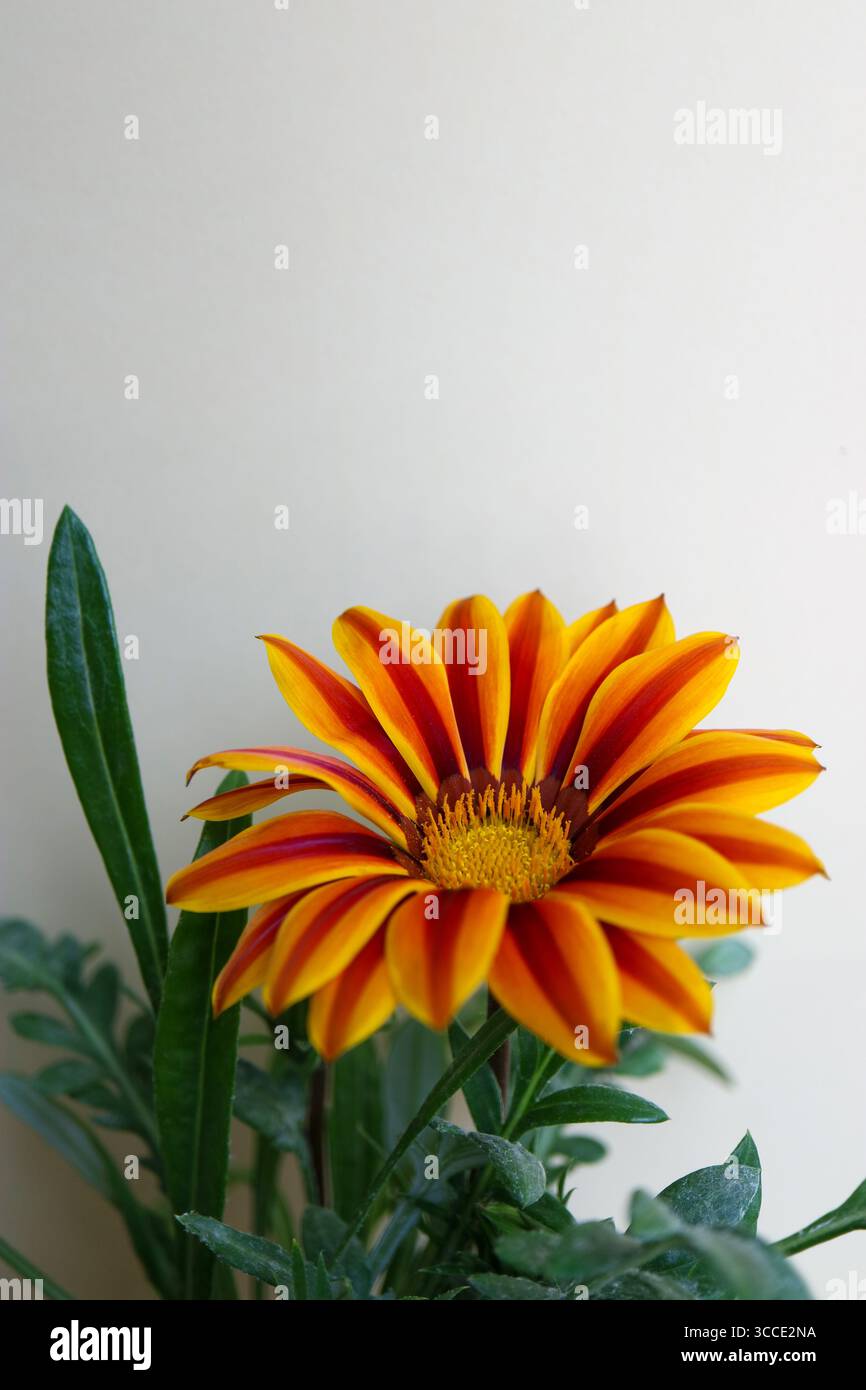 Gazania mit gelb-roten Blüten, buntes Gazania mit gelb-orangen Staubblättern und grünen Blättern, Sommerblume, Blumenkopf Makro, vertikal Stockfoto