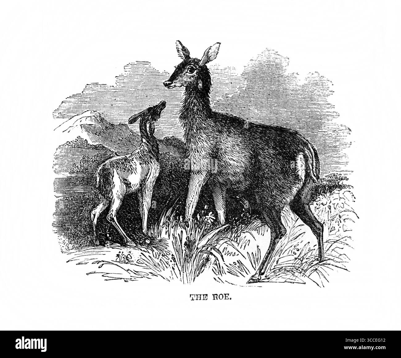 Illustration des Rehs und Kalbes in biblischer Zeit aus dem Antiken 19. Jahrhundert die Bibel enthält das Alte und das neue Testament mit Explan Stockfoto