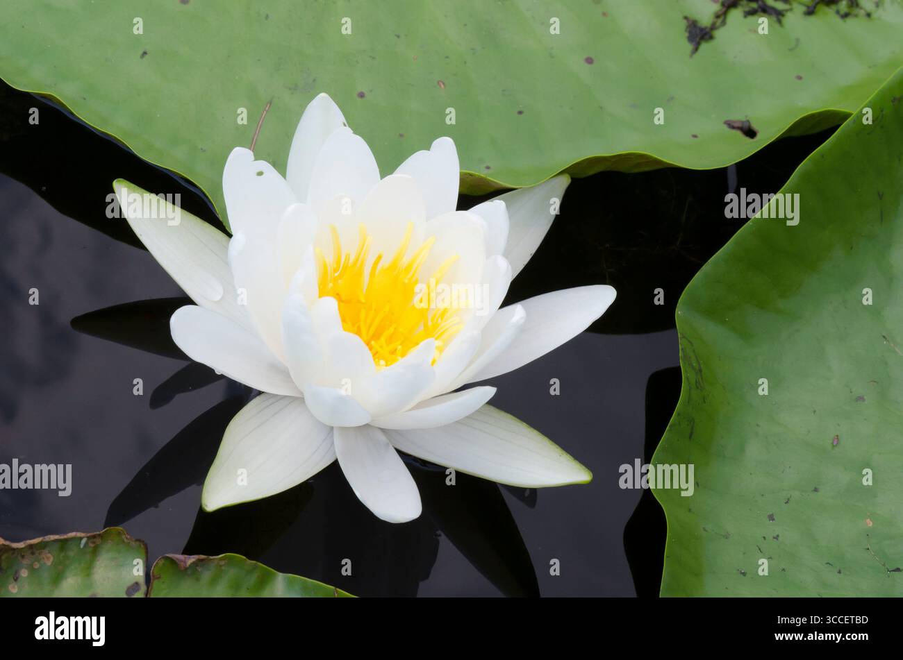 American White Waterlily, Nymphaea odorata Stockfoto