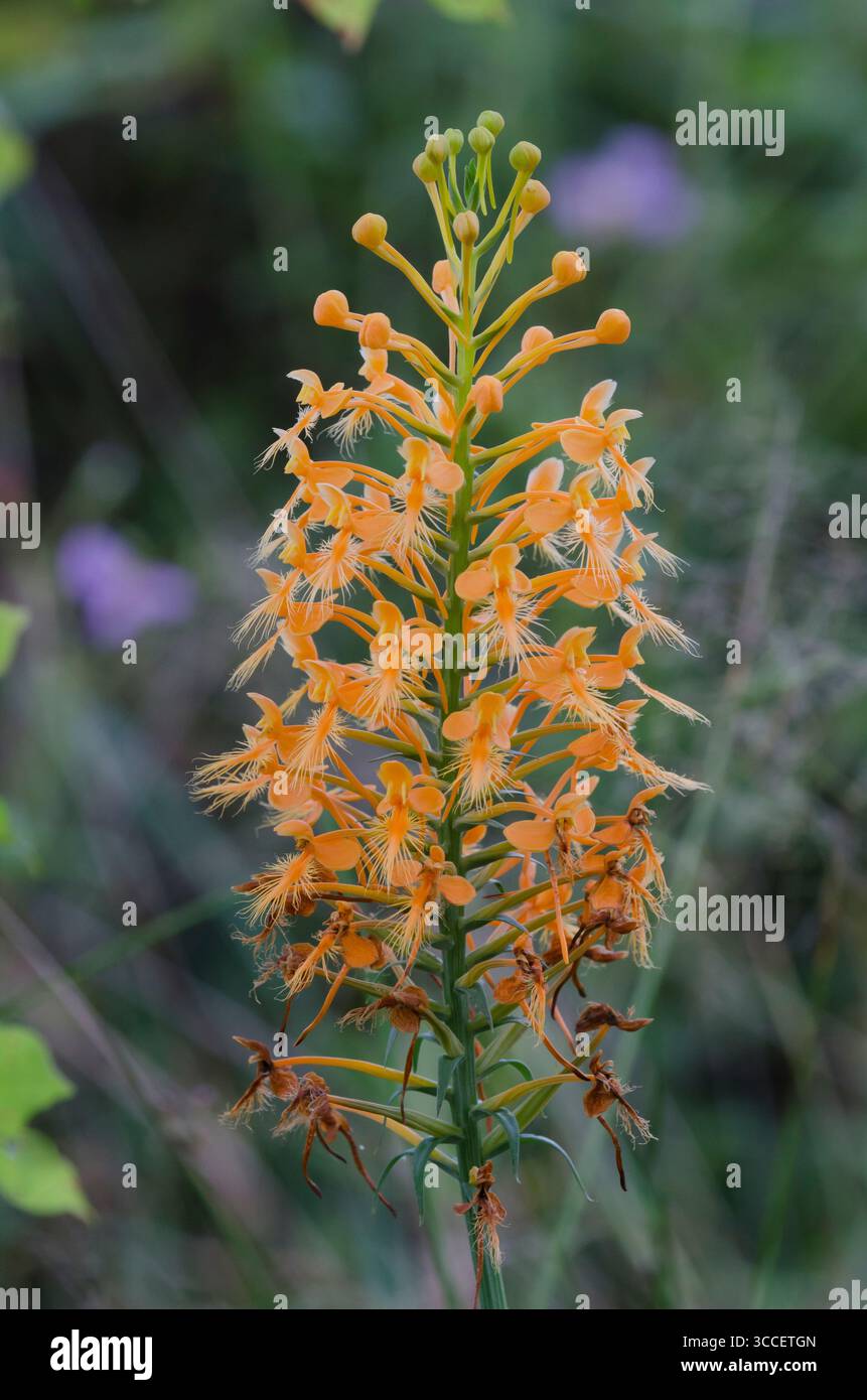 Gelb gesäumte Orchidee, Platanthera ciliaris Stockfoto