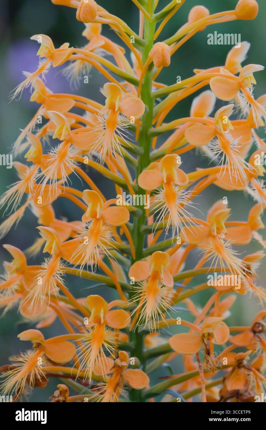 Gelb gesäumte Orchidee, Platanthera ciliaris Stockfoto