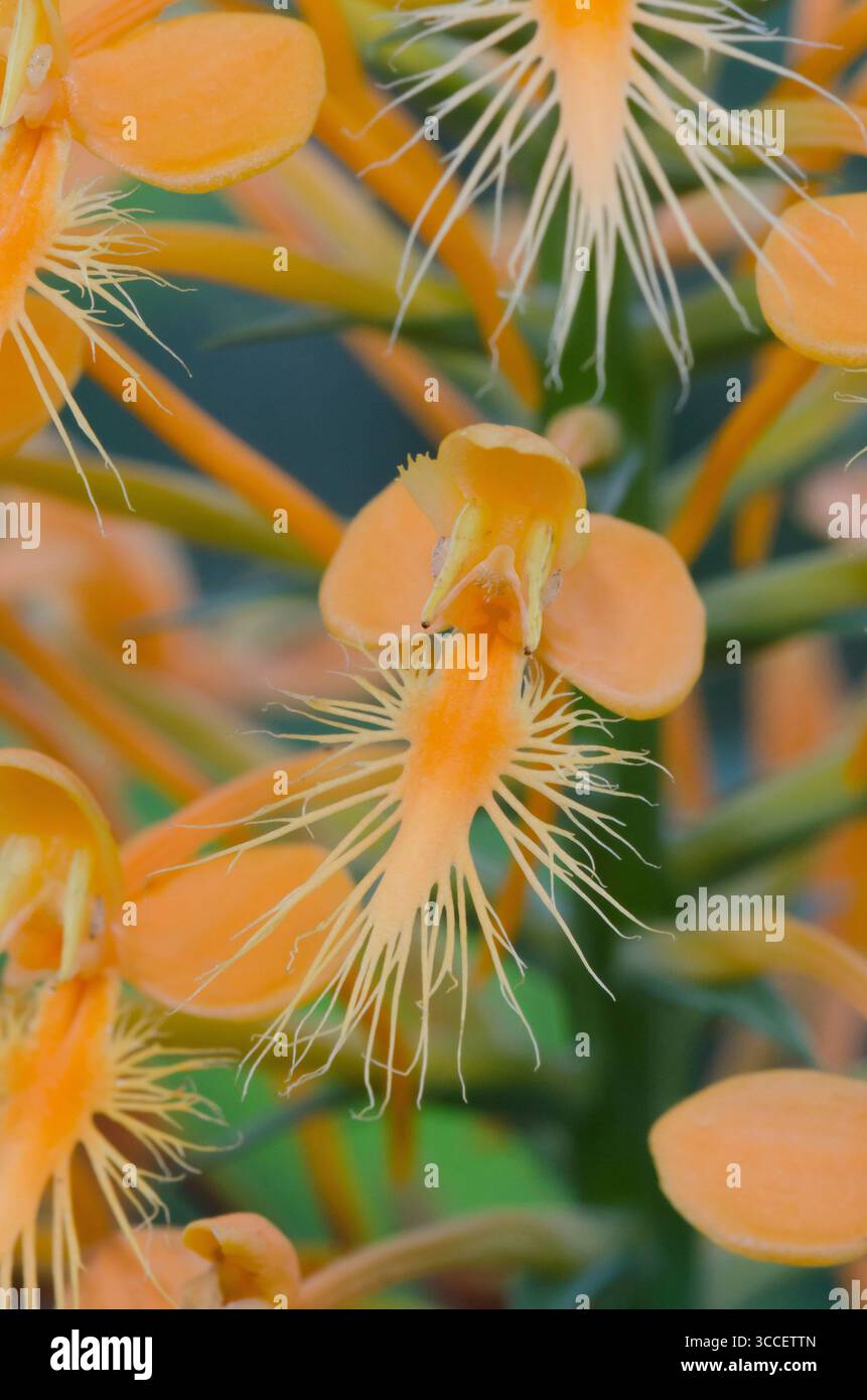 Gelb gesäumte Orchidee, Platanthera ciliaris Stockfoto