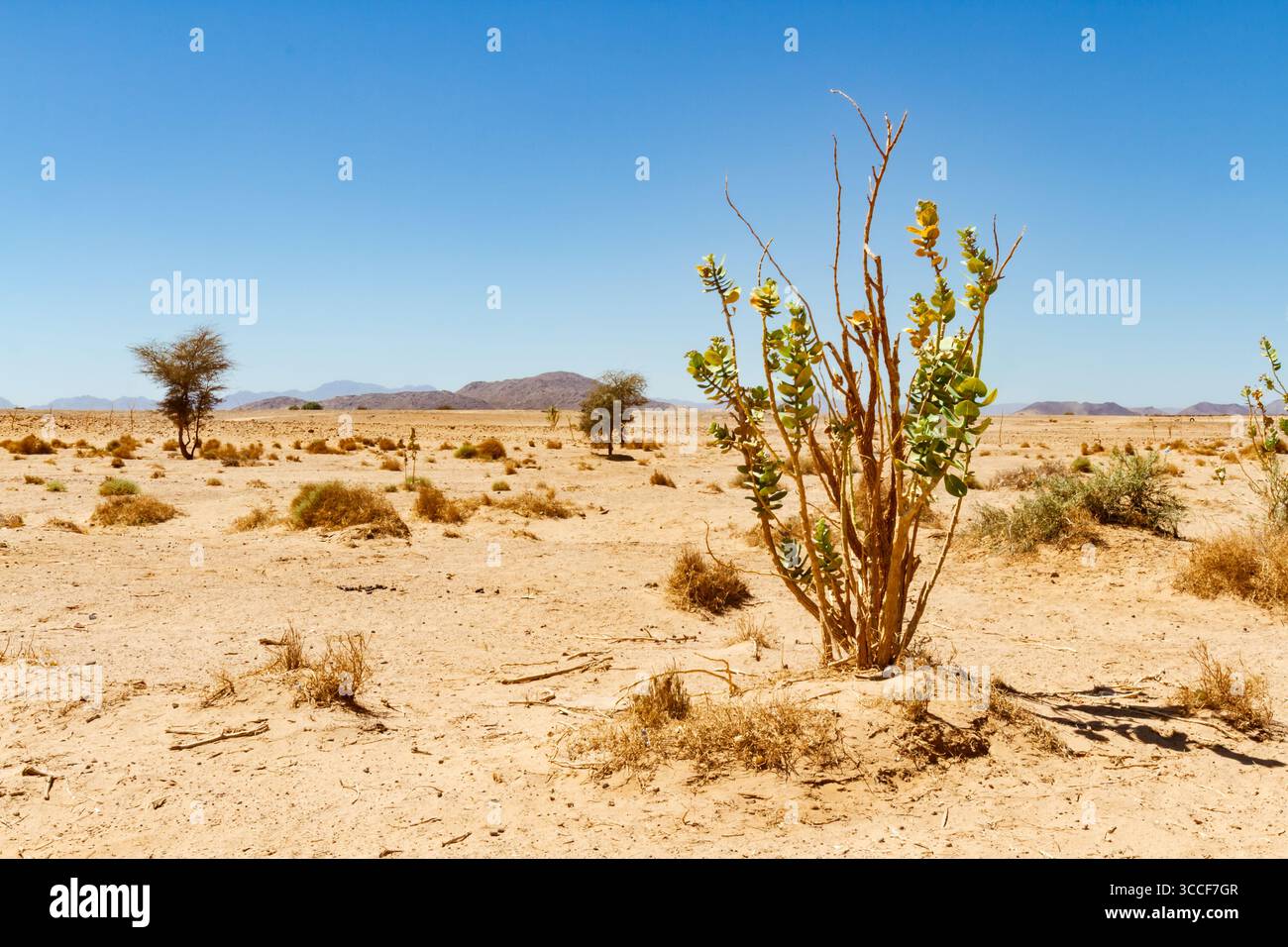 Frühling in der Wüste Shara. Apfel von Sodom, Oscher Baum, Kalotrope (Calotropis procera). Pflanze wächst wie ein Unkraut in der Wüste. Sahara, Algerien, Afrika. Stockfoto