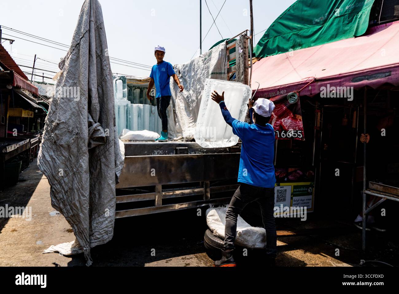 24. Februar 2023, Bangkok, Thailand: Jugendliche Cannabispflanzen werden in der Sonne auf der Straße gesehen. Das tägliche Leben um Lad Krabang, ein Wohnviertel in der Nähe des internationalen Flughafens Suvarnabhumi, in Ost-Bangkok, Thailand, am 24. Februar 2022. (Kreditbild: © Matt Hunt/ZUMA Press Wire) Stockfoto