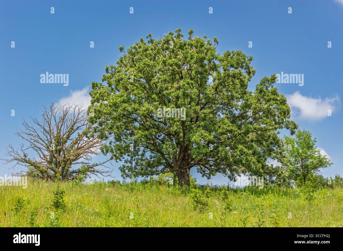 Tall Scrub Oak Tree in der amerikanischen midwest Oak Savanna Stockfoto
