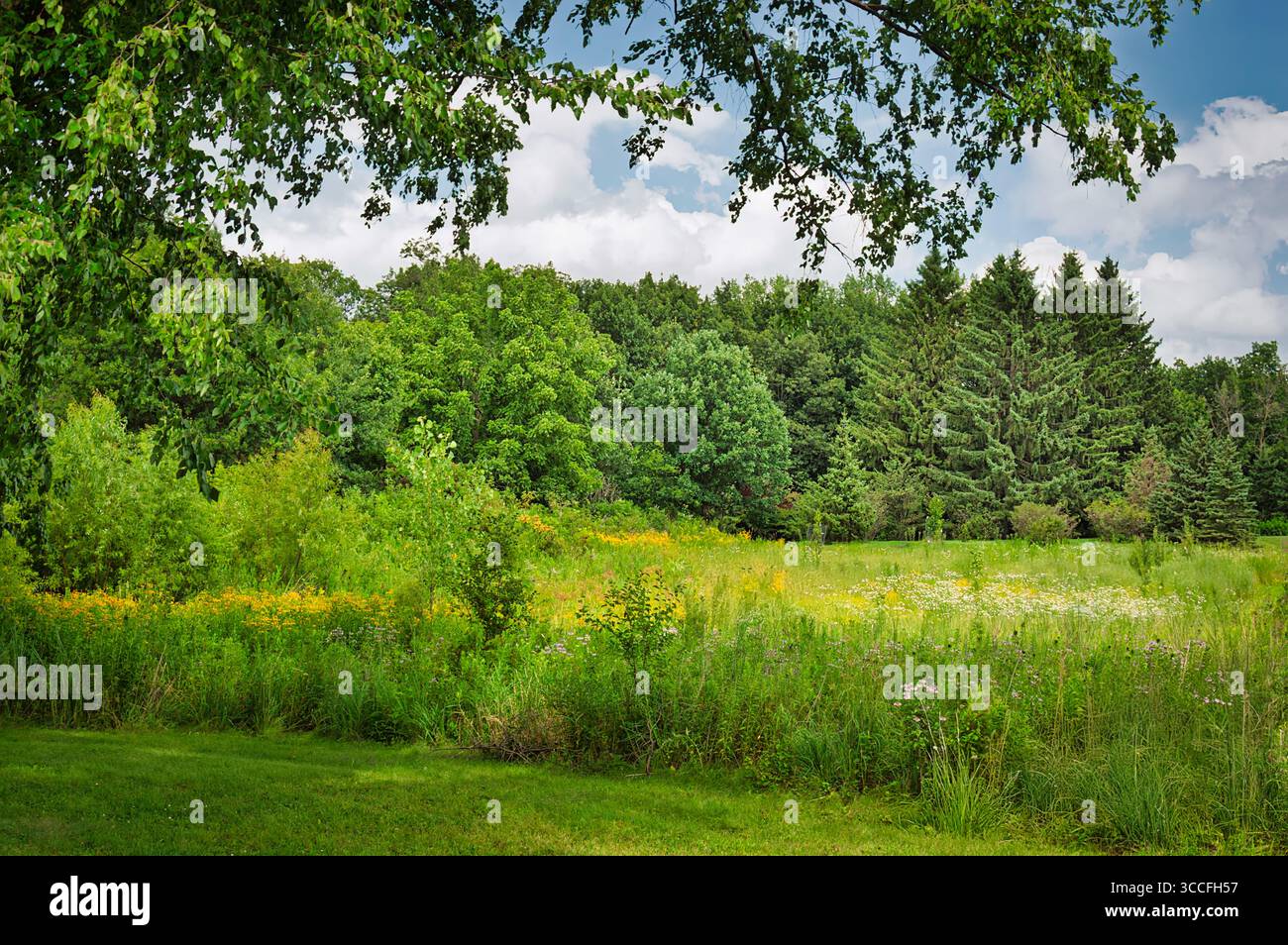 Große Präriebäser und Wildblumen im Mittleren Westen der USA. Stockfoto