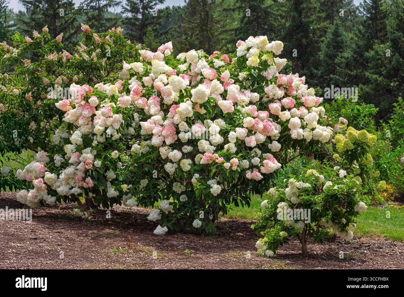 Nahaufnahme der leuchtend rosa Hortensie. Stockfoto