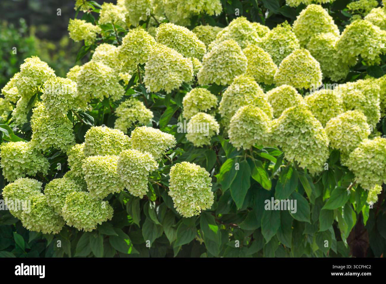Nahgruppierung der grünen weißen Hortensie. Stockfoto