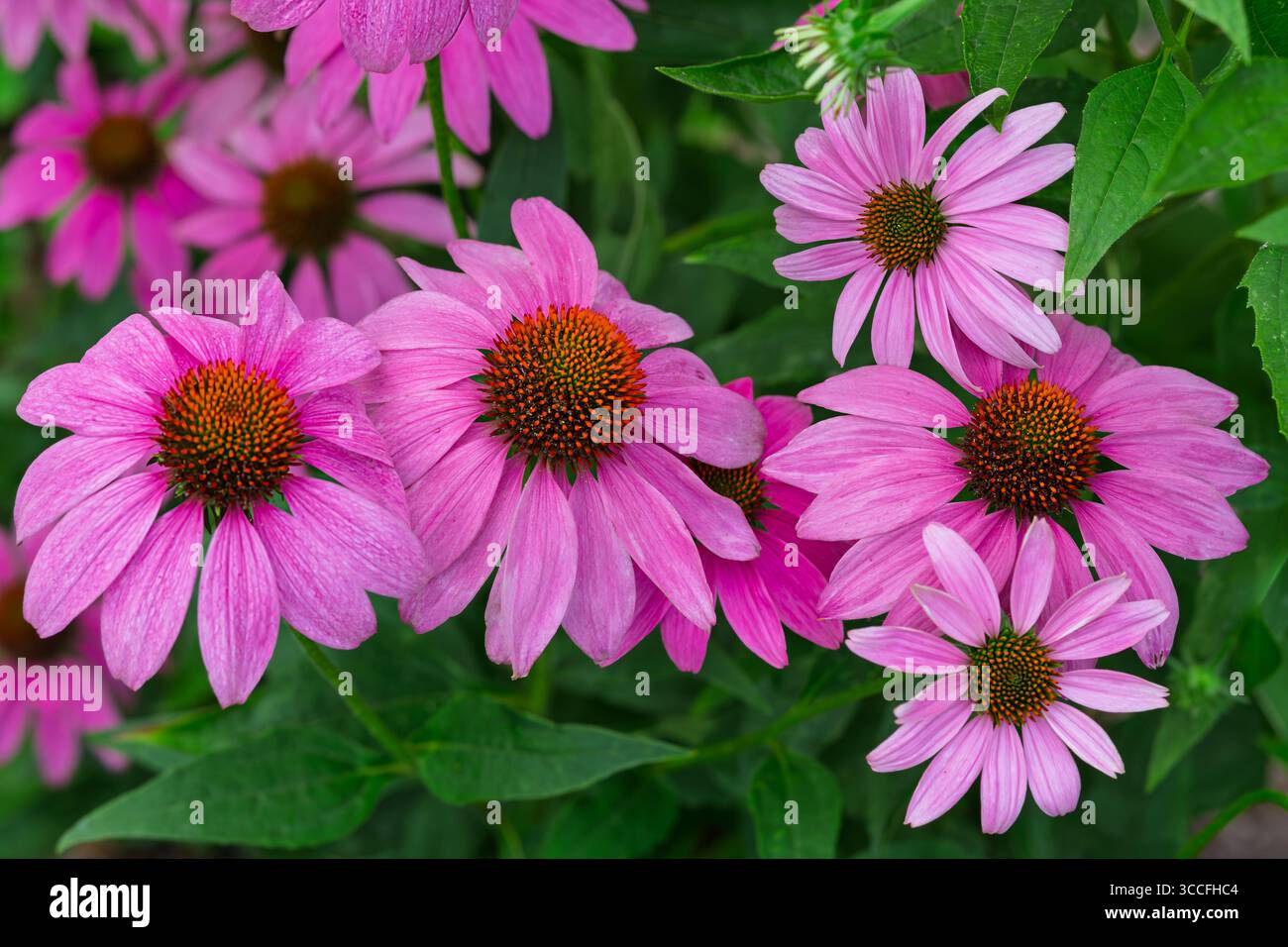 Eine Gruppe von Purple Coneflower im Garten nahe der Abenddämmerung. Stockfoto