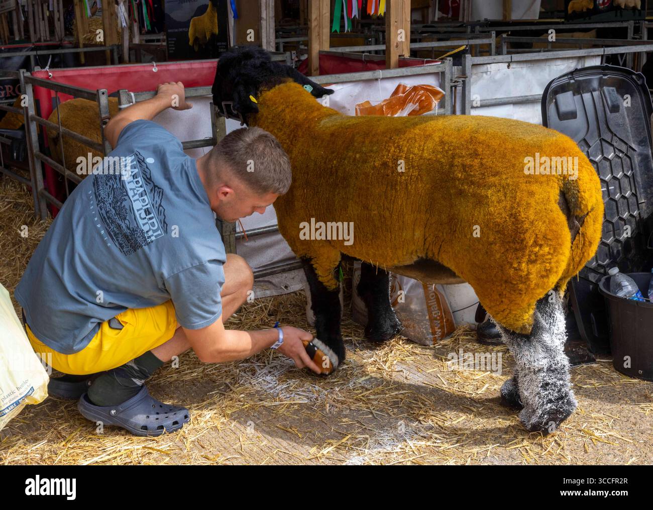 Ein Landwirt bereitet seine Schafe für den Schafwettbewerb bei der Royal Welsh Show vor. Zu den Rassen gehören Welsh Hill Speckled Face, Black Welsh Mountain und Texel. Stockfoto