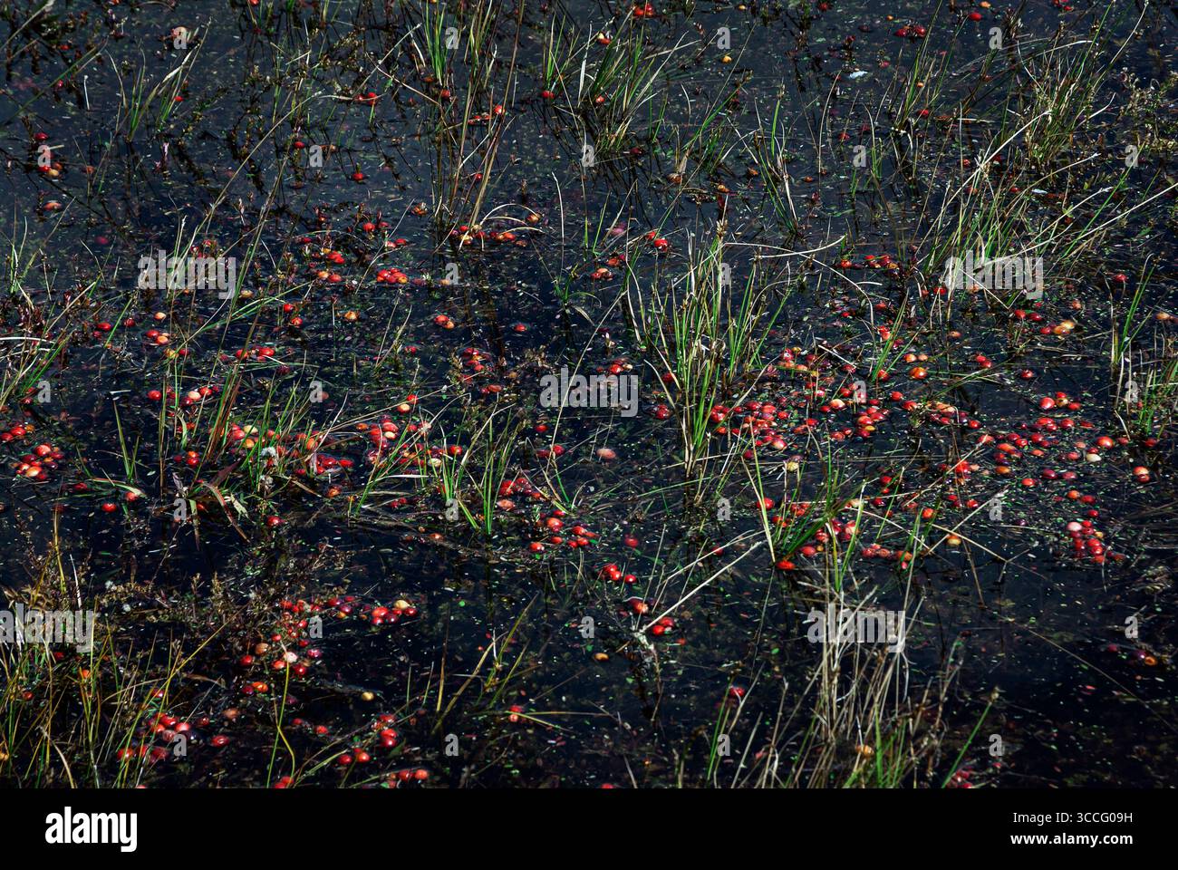 Reife Krabben schweben an die Oberfläche eines überfluteten Moors. Stockfoto