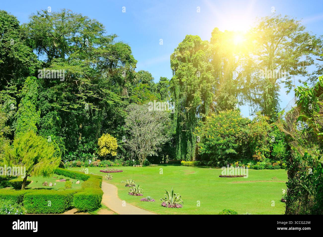 Ein tropischer Park mit wunderschönen Bäumen und weitläufigen Rasenflächen. Peradeniya Royal Botanical Gardens - Kandy - Sri Lanka. Stockfoto
