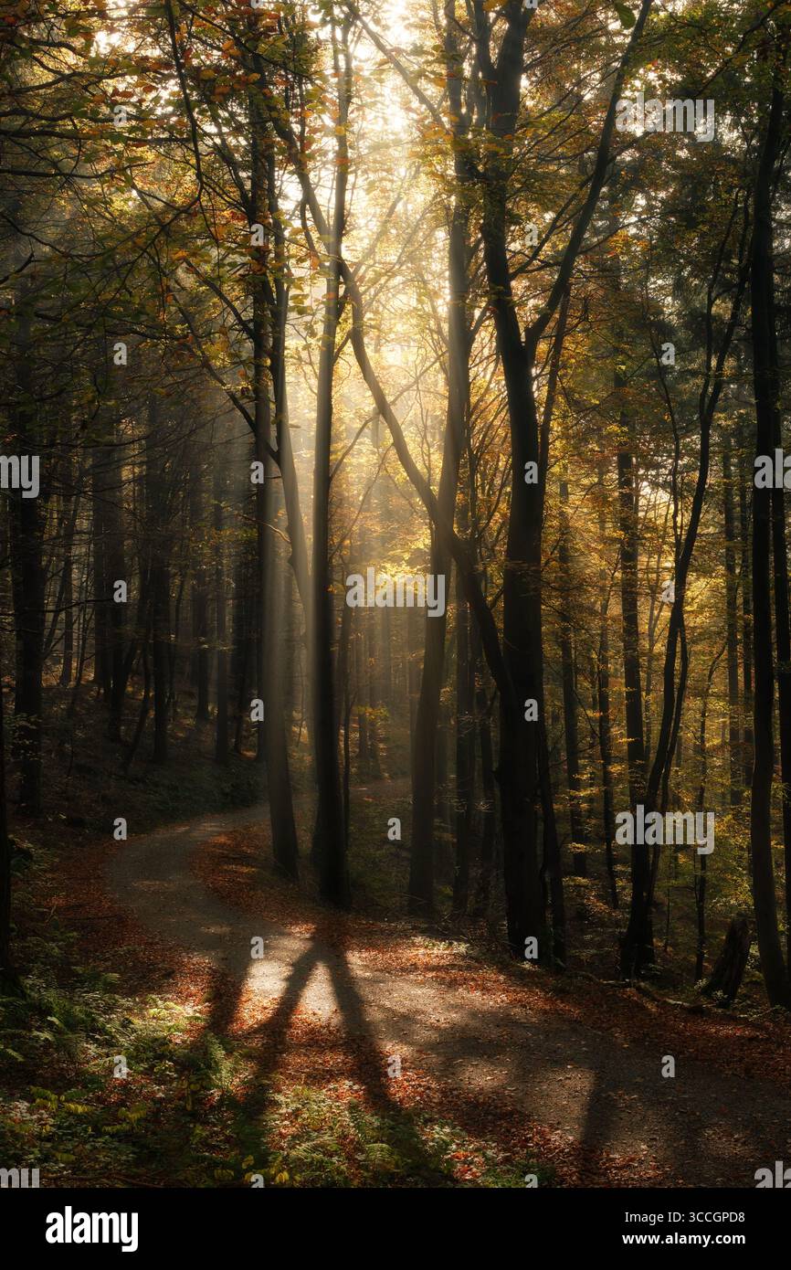 Ruhige Naturszene mit wunderschönen goldenen Sonnenstrahlen in einem Wald im Herbst, während die Sonnenstrahlen Schatten der Baumstämme auf einem Pfad werfen Stockfoto