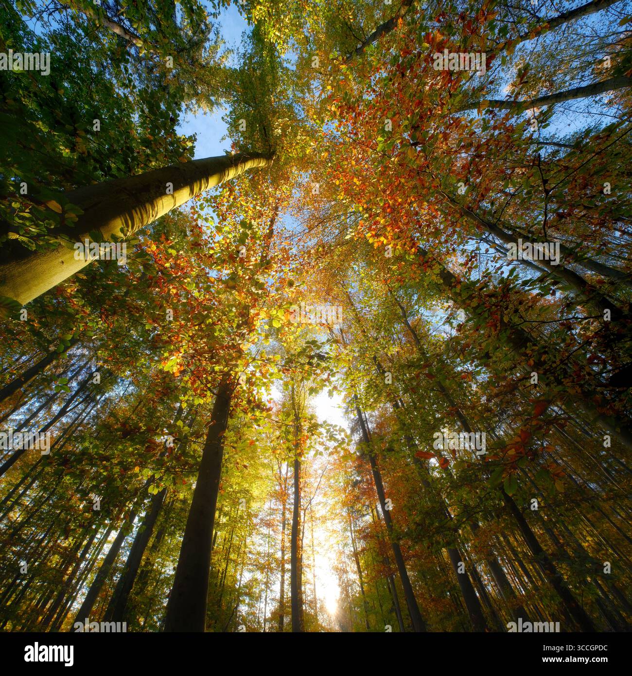 Walddach mit der Sonne und herrlichen Herbstfarben. Eine quadratische Naturlandschaft mit beleuchteten bunten Blättern auf Buchen. Stockfoto Walddach mit der Sonne und herrlichen Herbstfarben. Eine quadratische Naturlandschaft mit beleuchteten bunten Blättern auf Buchen. Stockfoto