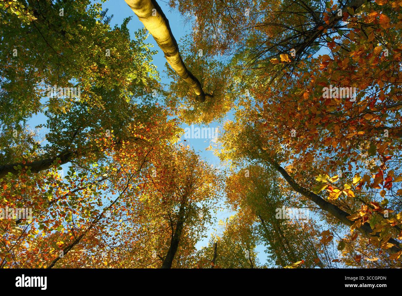 Farbenfrohe, sonnendurchflutete Baldachin von Buchen im Herbst, mit schönem Sonnenlicht, das die Blätter des Waldes vor blauem Himmel beleuchtet Stockfoto