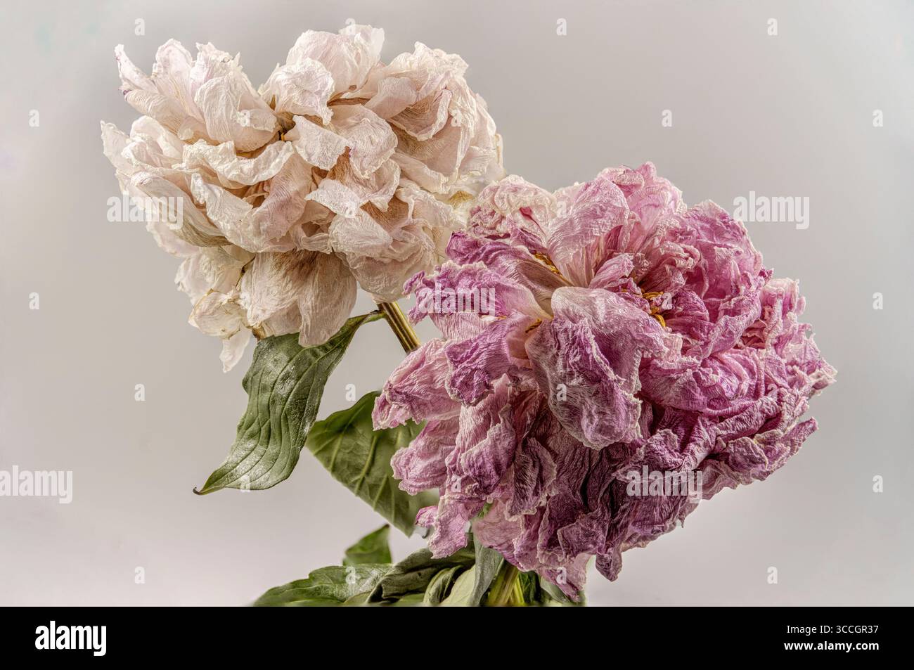 Nahaufnahme von roten und weißen getrockneten Pfingstrosenblüten vor einem sepiafarbenen Hintergrund Stockfoto