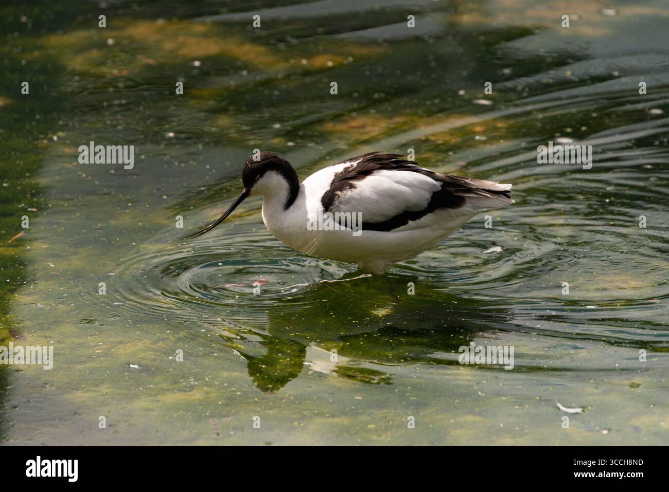 Ein rattenschnaps (Recurvirostra avosetta) im Slimbridge Feuchtgebiet Zentrum Stockfoto